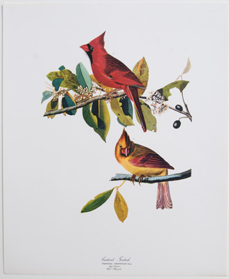 Cardinel Grosbeak